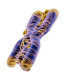 BG-GeneTherapy