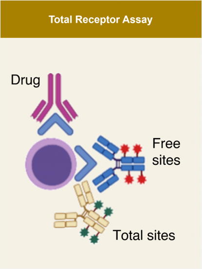 Total receptor occupancy
