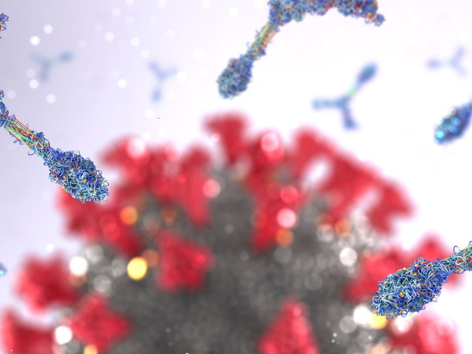 Antibody proteins attack a corona virus pathogen cell - 3d illustration
