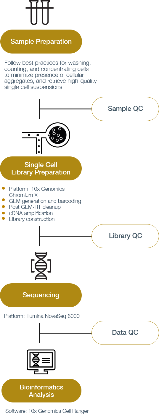 Single-Cell Sequencing Workflow